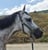 Horse ad