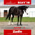 Horse ad