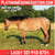 Horse ad