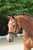 Horse ad