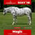 Horse ad