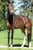 Anuncio de caballos