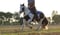 Annuncio cavallo