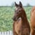 Horse ad