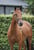 Annuncio cavallo