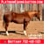 Horse ad