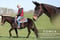 Horse ad