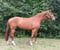 Annuncio cavallo