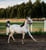 Horse ad