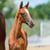 Annuncio cavallo