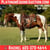 Horse ad