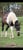 Horse ad