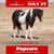 Horse ad