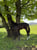 Horse ad