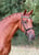 Horse ad