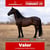 Horse ad