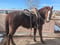 Horse ad
