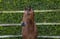 Annuncio cavallo