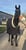 Annuncio cavallo