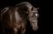 Annuncio cavallo