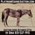 Anuncio de caballos