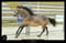 Horse ad