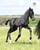 Annuncio cavallo