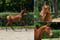 Horse ad