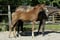 Annuncio cavallo