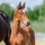 Horse ad
