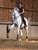 Annuncio cavallo