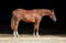 Annuncio cavallo
