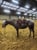 Horse ad