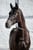 Horse ad