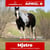 Annuncio cavallo