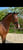 Horse ad