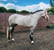 Horse ad