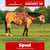 Annonce cheval