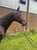 Annuncio cavallo