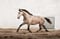 Annuncio cavallo