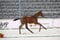 Annuncio cavallo