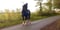 Horse ad