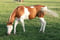Anuncio de caballos