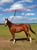 Horse ad