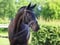Annuncio cavallo