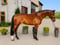 Annuncio cavallo