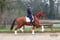 Annuncio cavallo