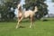 Horse ad