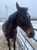 Annuncio cavallo