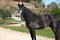 Horse ad